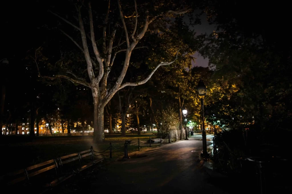 A tree in a park