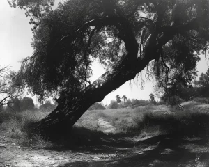 Creepy tree: spectral presence amidst dark, tangled roots